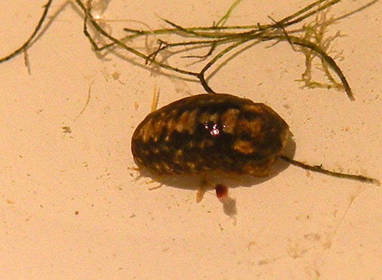 Crostacei dalle Saline di Cervia